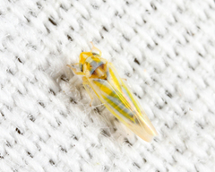 Erythridula penenoeva