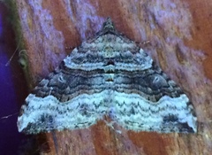 Xanthorhoe defensaria