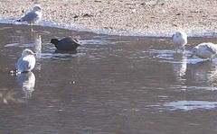 Fulica americana