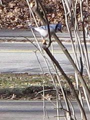 Cyanocitta cristata