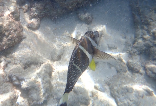 Acanthurus guttatus observed 2026-10-02