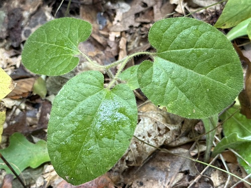 Virginia snakeroot