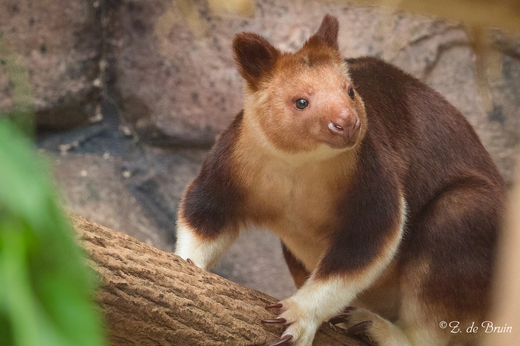 Tree Kangaroos