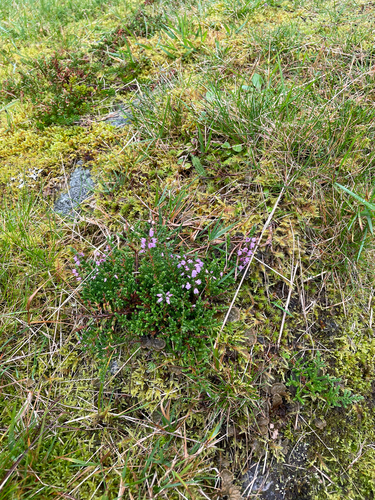 common heather