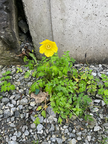 Welsh Poppy