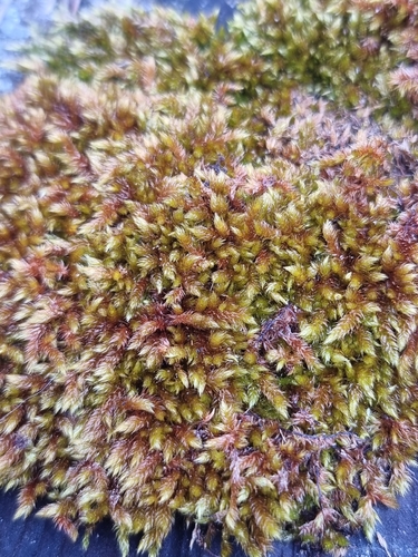 Rhaphidostegium, 2026-10-04