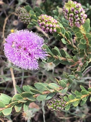 Melaleuca nesophila