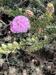 Melaleuca nesophila