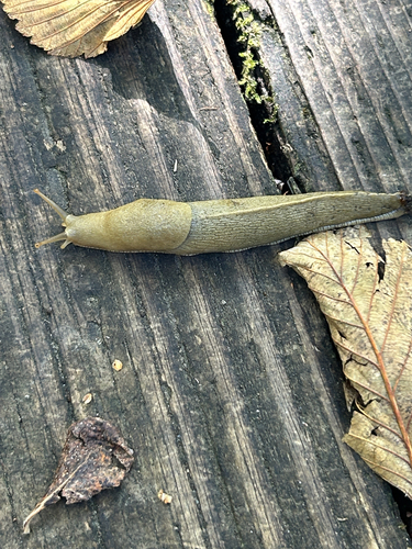 Pacific Banana Slug