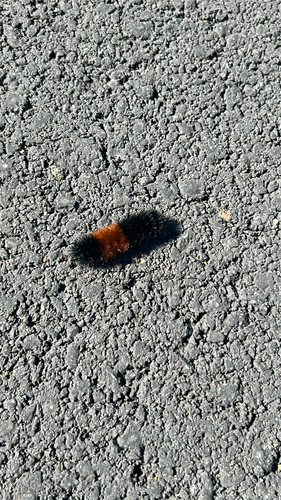 Isabella Tiger Moth