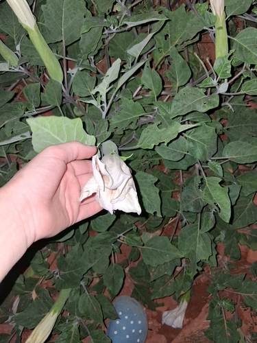 Sacred Datura
