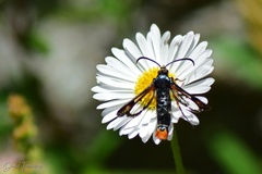Pyropteron chrysidiforme