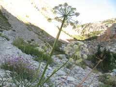 Angelica lineariloba