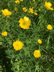 Ranunculus polyanthemos
