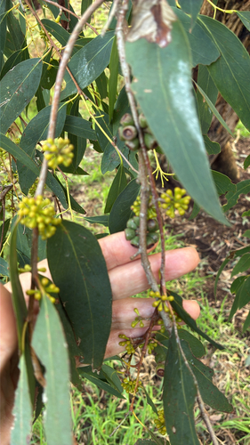Eucalyptus radiata observed 2026-10-04