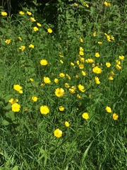 Ranunculus polyanthemos