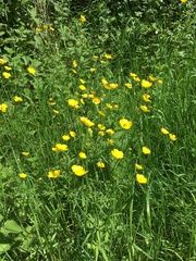 Ranunculus polyanthemos