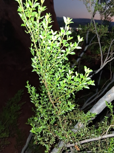 Creosote Bush