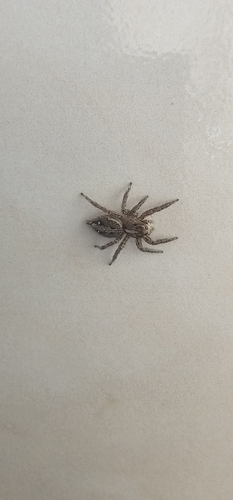 Pantropical Jumping Spider