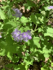 Hydrophyllum appendiculatum