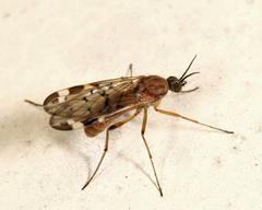 Sylvicola alternatus