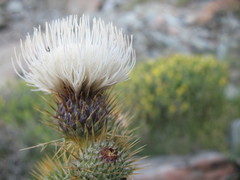 Cirsium cymosum