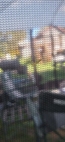 Pale Green Assassin Bug