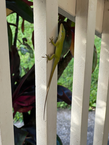 Anolis carolinensis observed 2026-10-03