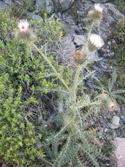 Cirsium cymosum