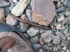 Californiulus yosemitensis