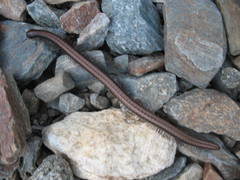 Californiulus yosemitensis