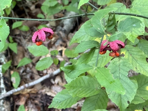 strawberry bush