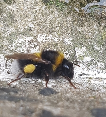 Bombus
