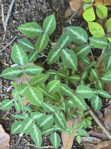 Desmodium uncinatum observed 2026-10-03