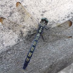 Orthetrum lineostigma