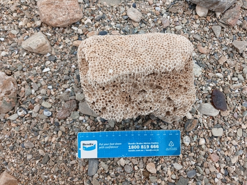 Plesiastrea versipora observed 2026-10-04