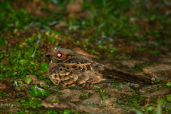 Caprimulgiformes