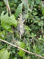 Yponomeuta evonymella