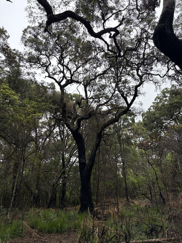 Angophora floribunda observed 2026-10-04