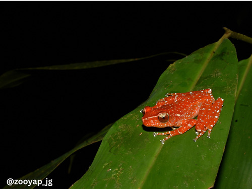 Nyctixalus pictus observed 2026-10-02