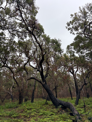 Angophora floribunda observed 2026-10-04