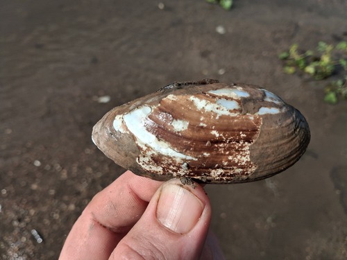 Yellow Sandshell