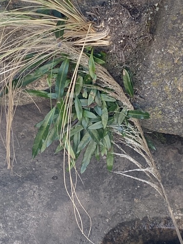 Elaphoglossum gayanum, 2026-10-03