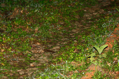 Caprimulgiformes