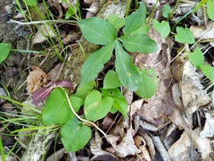 Puccinia orbicula