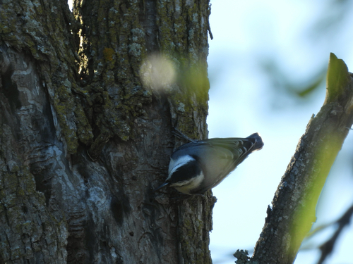 White-breasted Nuthatch