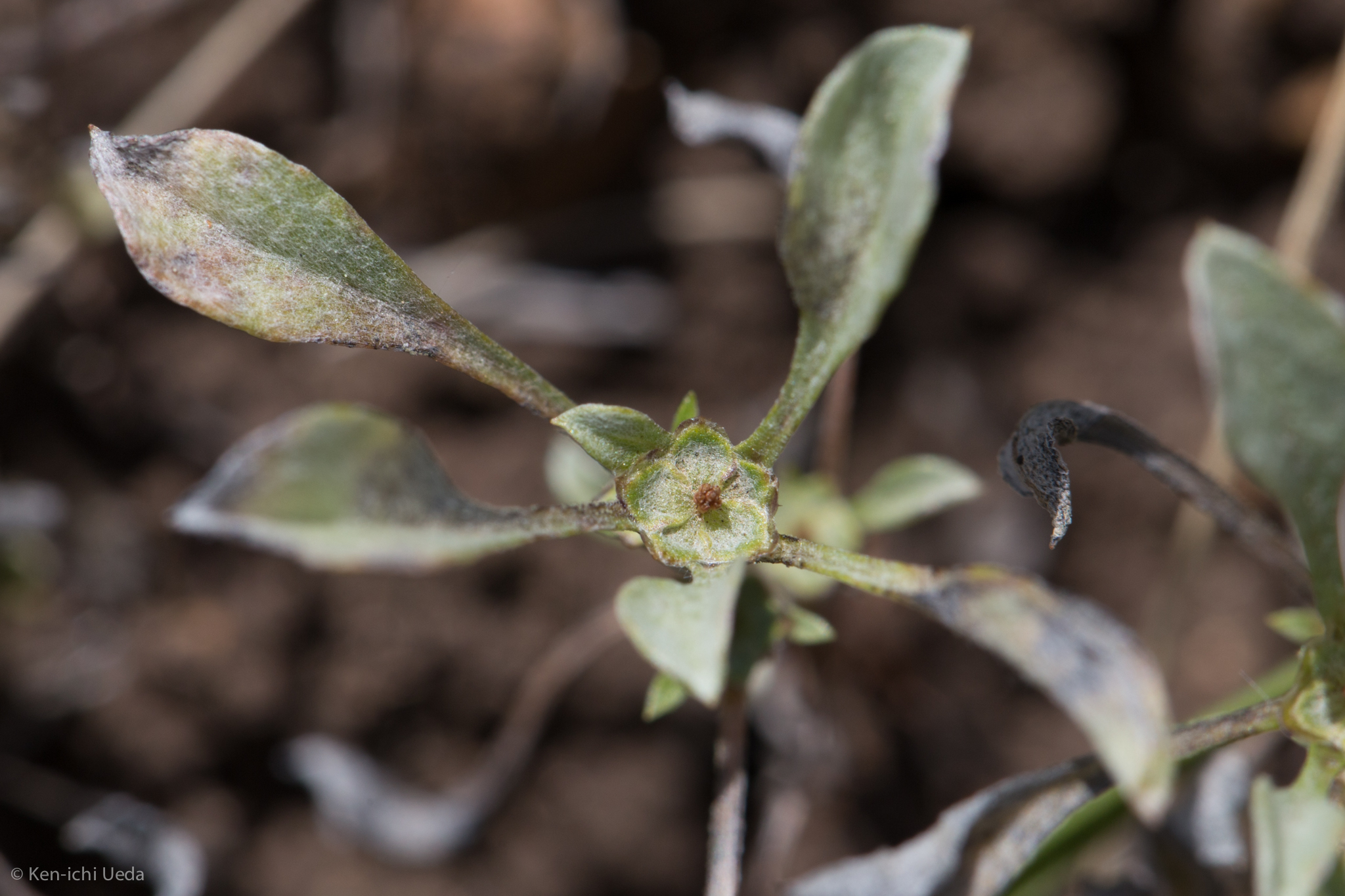 Hesperevax sparsiflora var. sparsiflora