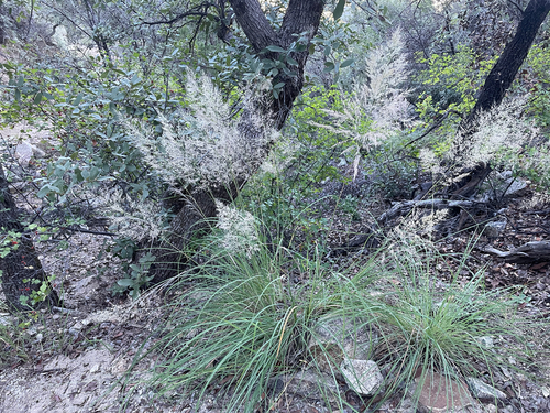Muhlenbergia emersleyi, 2026-09-21