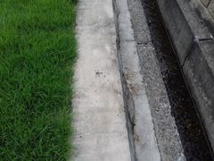 Orthetrum lineostigma