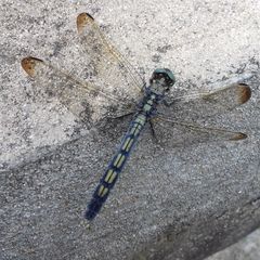 Orthetrum lineostigma